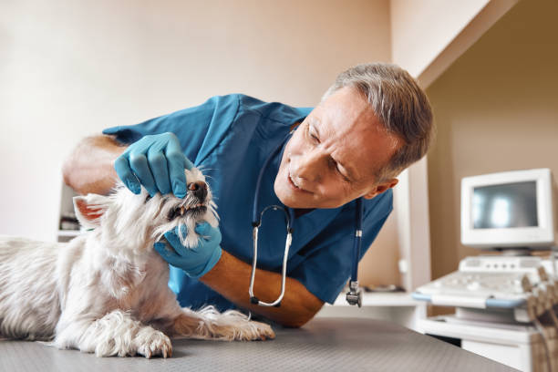 Best Emergency Dental Care for Broken or Chipped Teeth in West Park, NJ